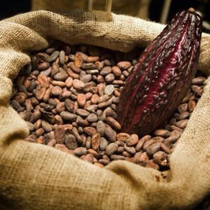 Cocoa beans